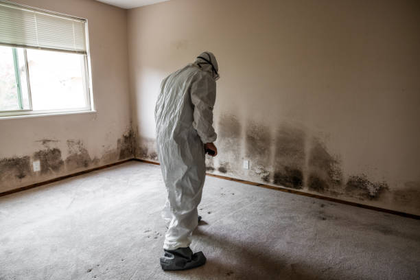 Professional Mold Removal in Moreno Valley, CA